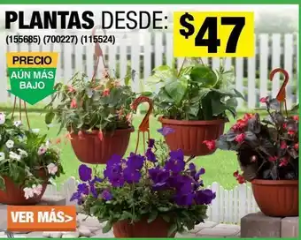 The Home Depot Plantas desde oferta