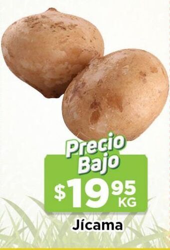 Jícama kg
