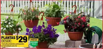 The Home Depot Plantas oferta