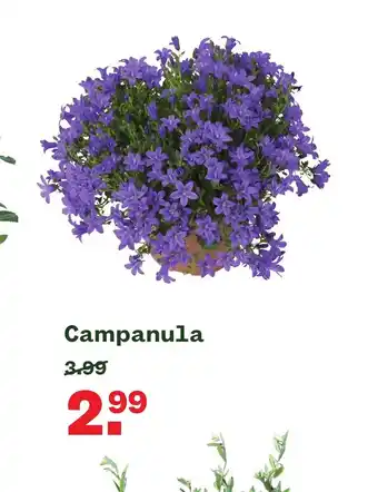 Welkoop Campanula aanbieding