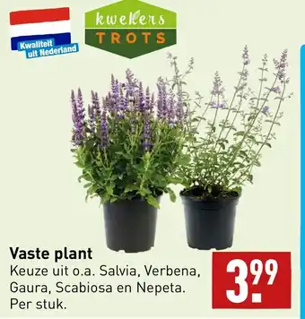 ALDI Vaste plant aanbieding