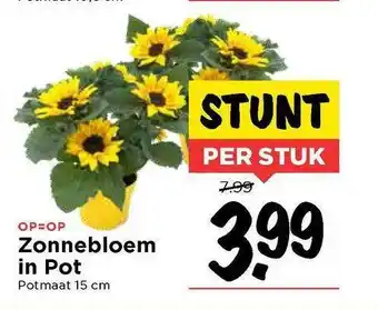 Vomar Voordeelmarkt Zonnebloem In Pot aanbieding