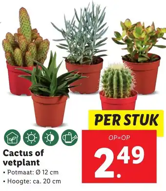 Lidl Cactus of vetplant aanbieding