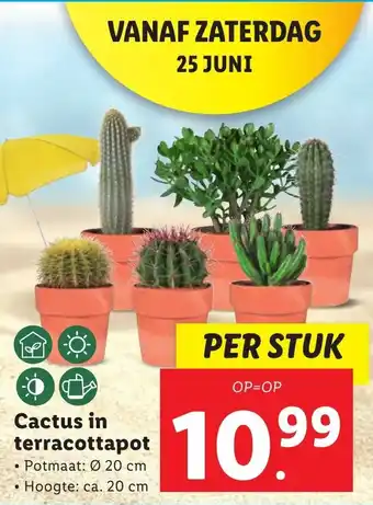 Lidl Cactus in terracottapot aanbieding