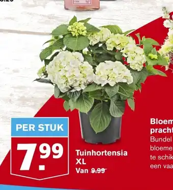 Hoogvliet Tuinhortensia XL aanbieding