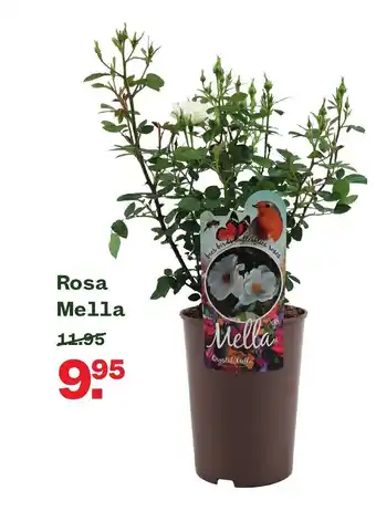 Welkoop Rosa Mella aanbieding