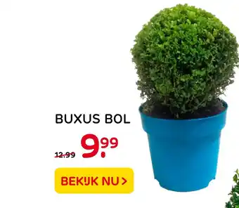 Praxis Buxus bol aanbieding