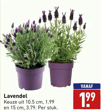 ALDI Lavendel aanbieding