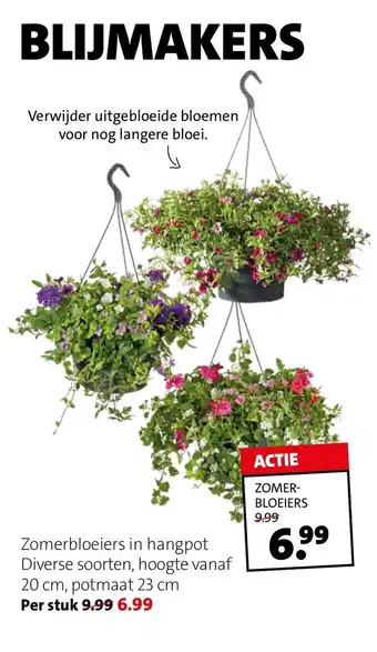 Intratuin Zomerbloeiers in hangpot Diverse soorten, hoogte vanaf 20 cm, potmaat 23 cm aanbieding