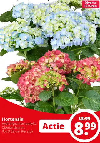 GroenRijk Hortensia aanbieding