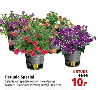 Welkoop Petunia special aanbieding