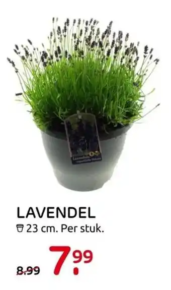 Praxis Lavendel 23 cm aanbieding