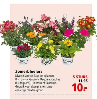 Welkoop Zomerbloeiers aanbieding