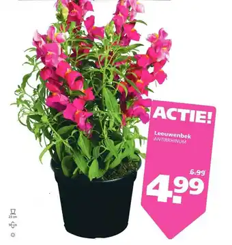 Ranzijn Leeuwenbek antirrhinum aanbieding