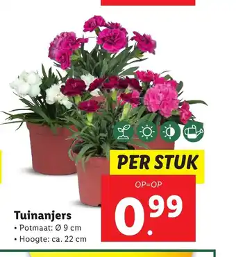 Lidl Tuinanjers potmaat: 9 cm hoogte: 22 cm aanbieding