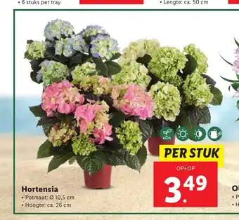 Lidl Hortensia potmaat: 10,5 cm hoogte: 26 cm aanbieding