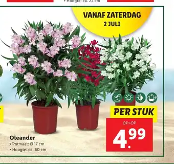 Lidl Oleander 17 cm, ca. 60 cm aanbieding