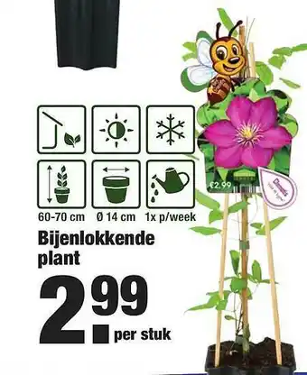 ALDI Bijenlokkende Plant aanbieding