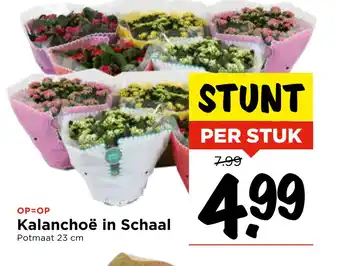 Vomar Voordeelmarkt Kalanchoë in Schaal aanbieding