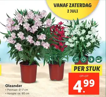 Lidl Oleander aanbieding