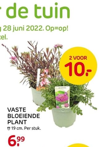 Praxis Vaste bloeiende plant aanbieding