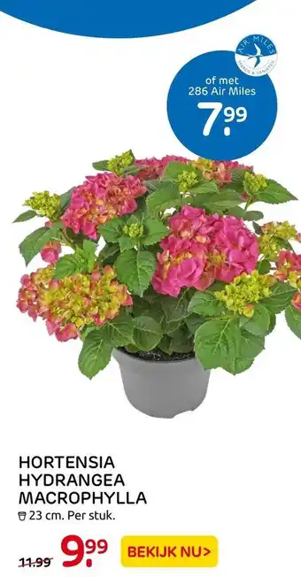 Praxis Hortensia Hydrangea Macrophylla aanbieding