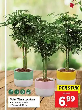 Lidl Schefflera Op Stam aanbieding