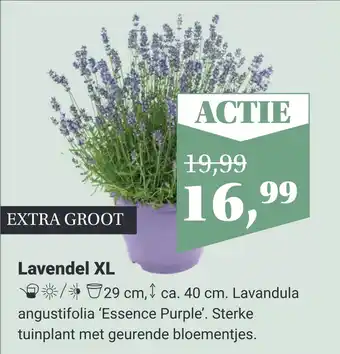 TuinWereld Lavendel XL aanbieding