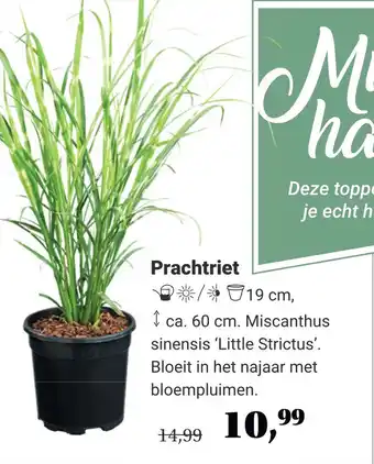 TuinWereld Prachtriet aanbieding