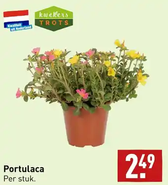 ALDI Portulaca per stuk aanbieding