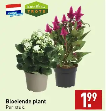 ALDI Bloeiende plant per stuk aanbieding