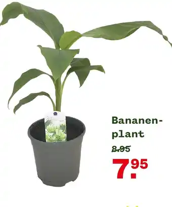 Welkoop Bananen-plant aanbieding