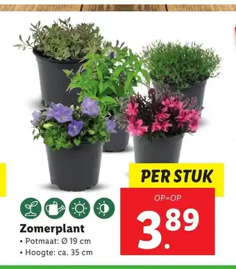 Lidl Zomerplant 19 cm, ca. 35 cm per stuk aanbieding