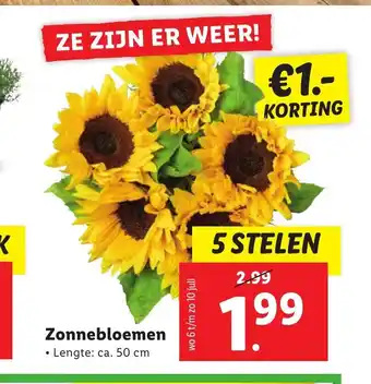 Lidl Zonnebloemen ca. 50 cm 5 stelen aanbieding