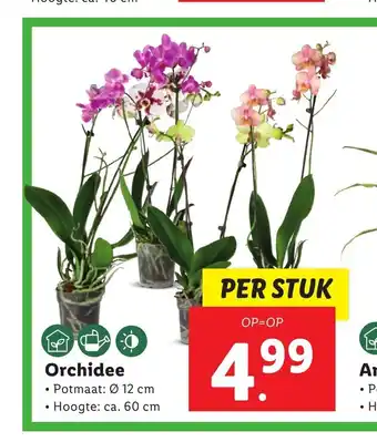 Lidl Orchidee 12 cm, ca. 60 cm per stuk aanbieding