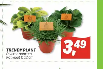 Dekamarkt Trendy Plant 12 cm aanbieding