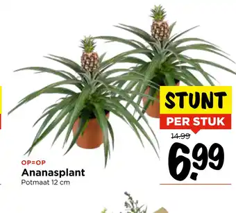 Vomar Voordeelmarkt Ananasplant aanbieding
