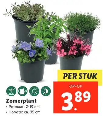 Lidl Zomerplant aanbieding