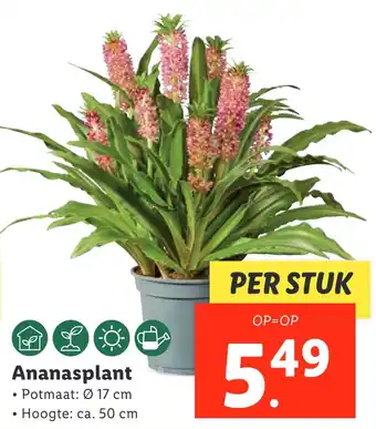 Lidl Ananasplant aanbieding