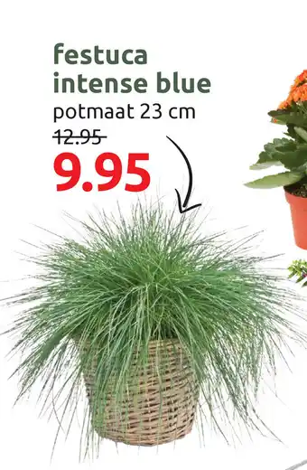 Deka Tuin Festuca intense blue aanbieding