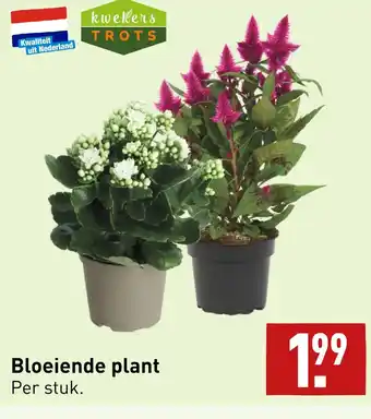 ALDI Bloeiende plant aanbieding