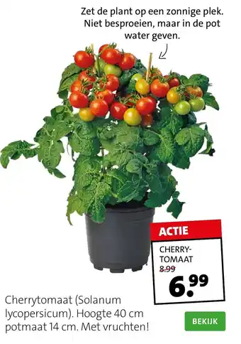 Intratuin Cherrytomaat aanbieding