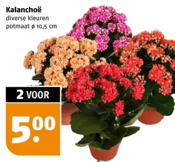 Poiesz Kalanchoe potmaat 10,5 cm aanbieding