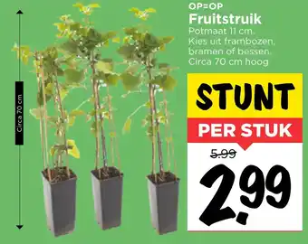 Vomar Voordeelmarkt Fruitstruik 70cm aanbieding