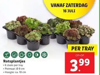 Lidl Rotsplantjes Potmaat: 9cm aanbieding