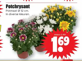 Dirk Potchrysant aanbieding