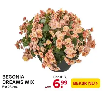 Praxis Begonia Dream mix aanbieding