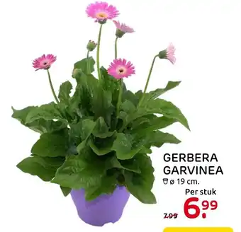 Praxis Gerbera Garvinea aanbieding