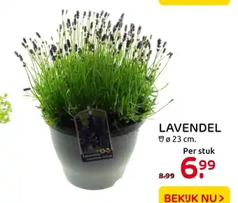 Praxis Lavendel aanbieding