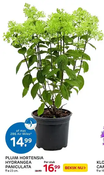 Praxis Pluim Hortensia Hydrangea Paniculata aanbieding